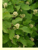Клен татарский или черноклен (Acer tataricum) Клен татарский или черноклен (Acer tataricum)